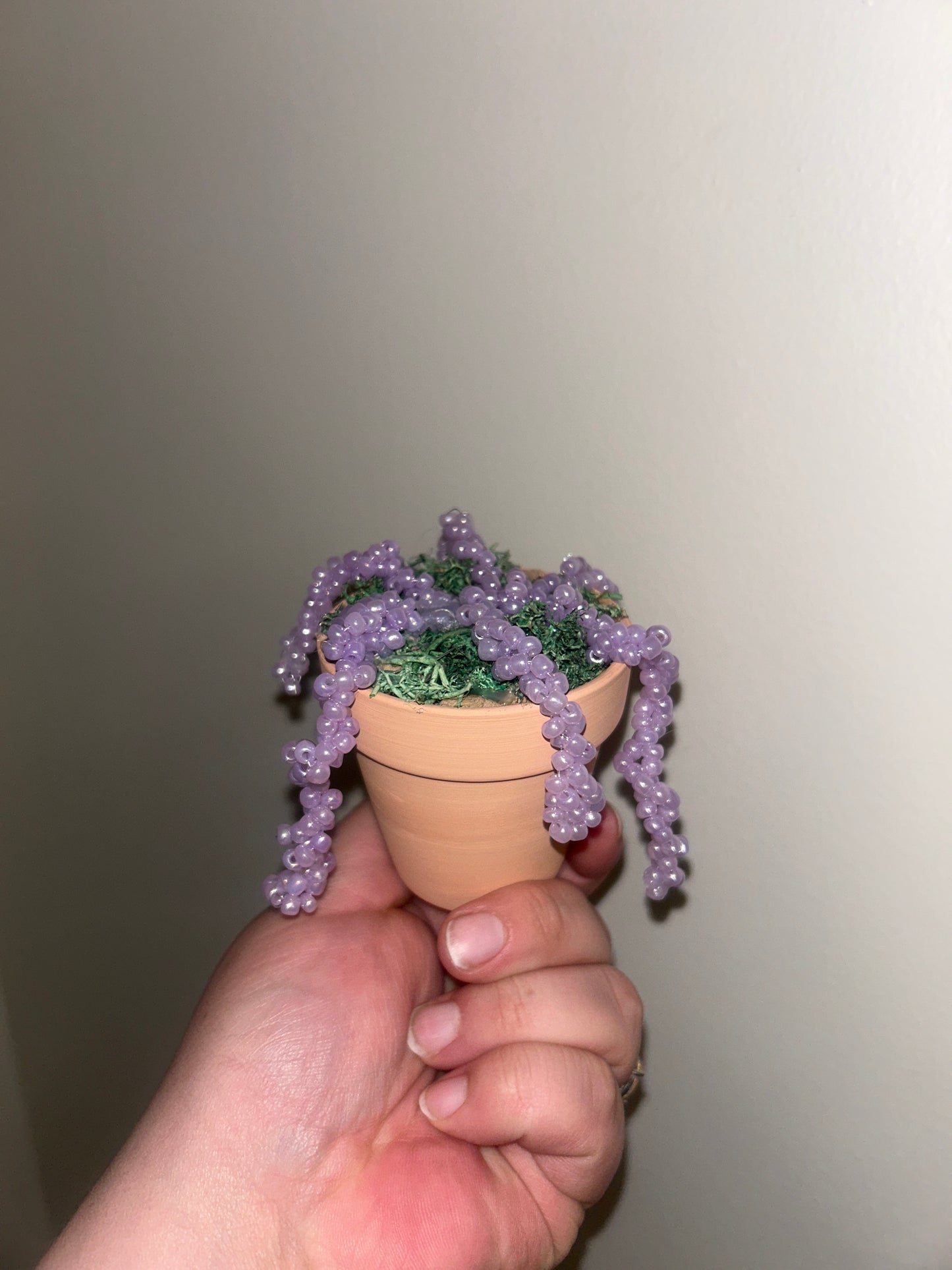 Purple plant